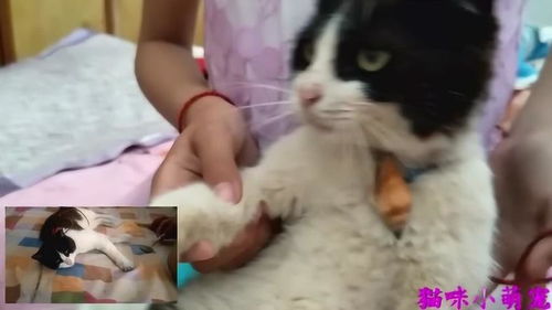  实拍小姐姐玩弄黑猫警长,猫咪的表情真是生无可恋