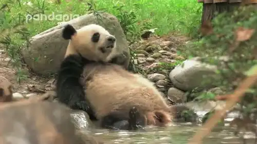 太真实了熊猫表情包嘚瑟