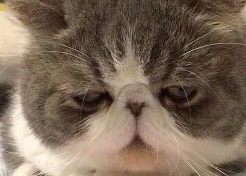  主人想带猫咪遛弯,猫抱着椅子死不撒手,小表情亮了,笑哭主人