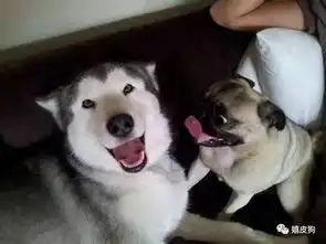  这几件事你可能经常做,却不知道已经伤了狗狗的心