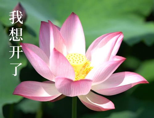  春节被刷屏,为啥爸妈会热爱中老年表情包