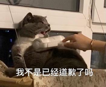  养猫以后手机里多了很多表情包