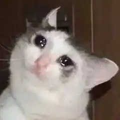 请问有这种流泪猫猫头的表情包吗 请问有这种流泪猫猫头的表情包吗