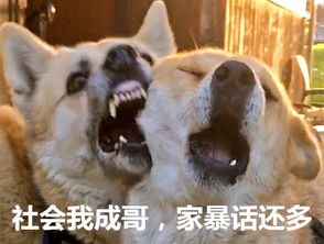 秀恩爱虐狗表情包表情