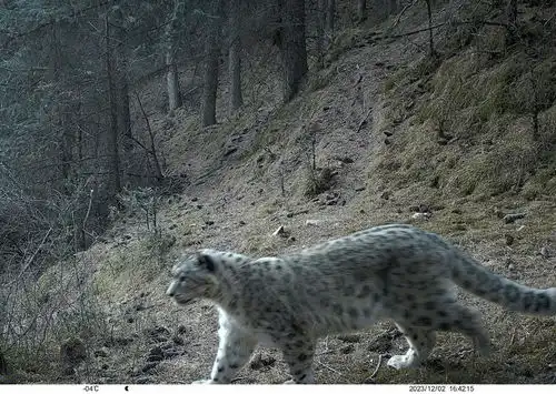 雪豹现身祁连山保护区永昌段被抓拍 雪豹现身祁连山保护区永昌段被抓拍