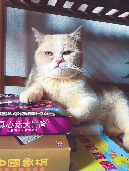  说起来有些小羞耻我把别人家的猫撸硬了
