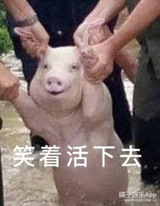  继吸猫吸狗之后又开始流行吸猪,这只中国网红猪竟然红到了国外
