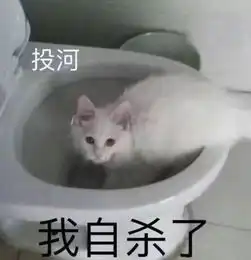 猫猫探头表情包gif