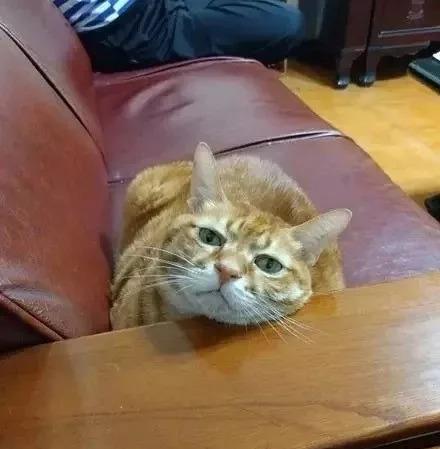  当橘猫为了吃时,真的是什么技能都能学会,什么事情都干得出来