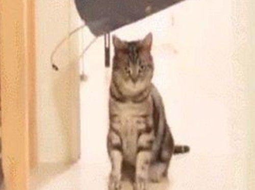  调皮猫咪想要跳到袋子里,最后的脸上的表情让人忍不住笑喷了