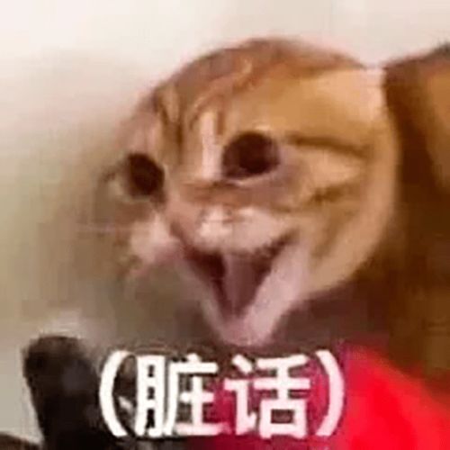  猫翻脸有多快