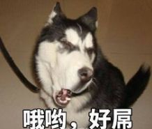  狗年晒狗,新年旺旺旺