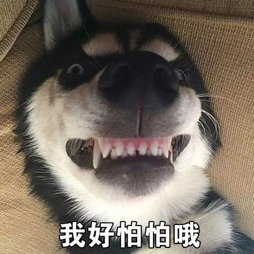  听说旺旺旺狗年有萌犬与你相伴