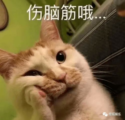 抖音韩美娟表情包猫叫
