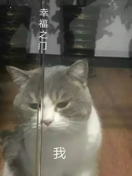 猫咪表情包干啥啥不行,睡觉第一名养猫 猫咪表情包干啥啥不行,睡觉第一名养猫