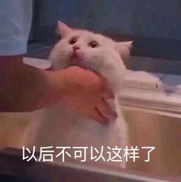  一条全是聊天常用的表情包,都是新图