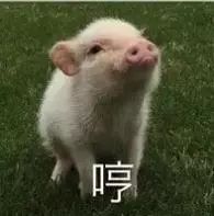 猪头像情侣表情包头像