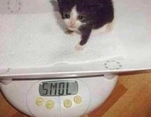  流泪猫猫头表情包最全