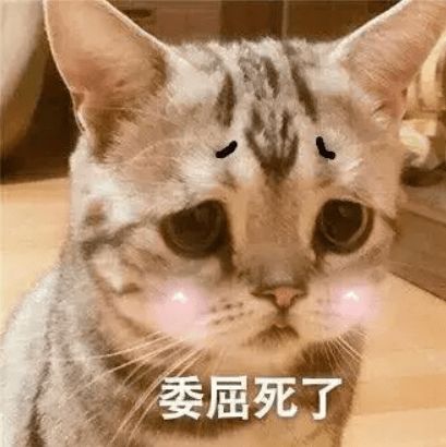  当你们的猫被烤糊的时候,我家的猫已经要成仙了喵走火入魔