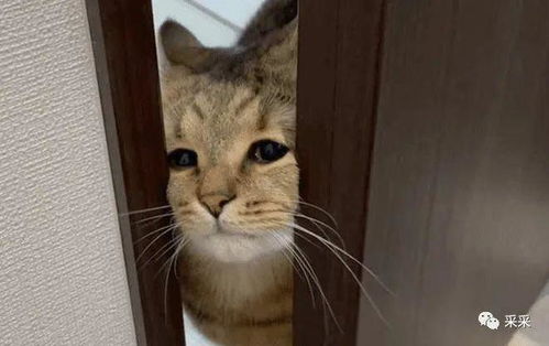  放心吧,猫猫不会让你独自上厕所的