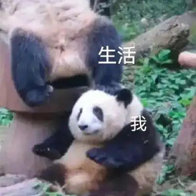 超可爱的熊猫表情包 超可爱的熊猫表情包