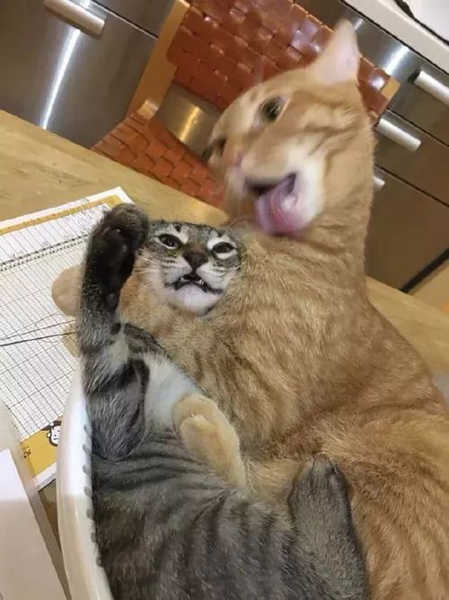 舔一口表情包橘猫