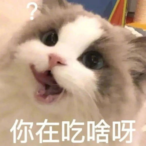  表情包你在吃啥呀拿图点赞吱声