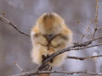 珍稀野生动物有的活成了表情包,有些相当蠢萌可爱 珍稀野生动物有的活成了表情包,有些相当蠢萌可爱