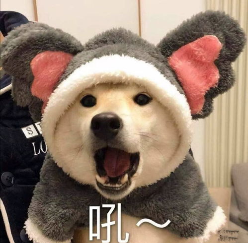  都知道李千寻是个胖子了