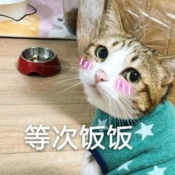 猫咪表情包我饿啦,等次饭饭