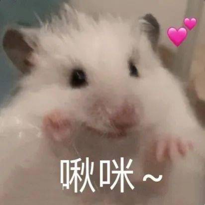  最近迷上仓鼠表情包