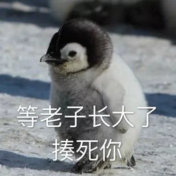  沙雕表情包我早晚拱了你这颗白菜