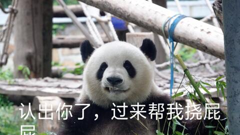 熊猫膨胀表情包崽子
