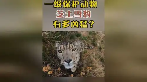 芝士雪豹,国家一级保护废物 芝士雪豹,国家一级保护废物