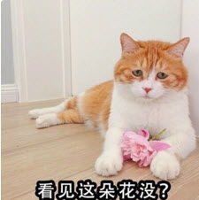  看见这朵花没表情包下载看见这朵花没表情包9p极光下载站
