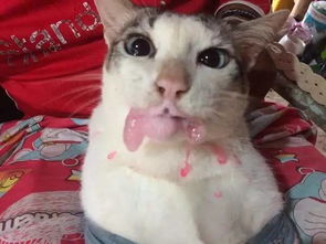  主人给猫咪喂药吃,猫咪口吐白沫委屈的都哭了
