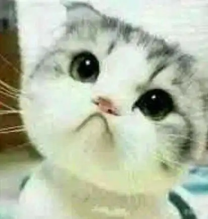 猫咪表情爱亲亲大合集,让猫奴吸的停不下来 猫咪表情爱亲亲大合集,让猫奴吸的停不下来