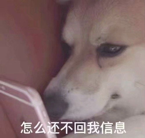  no.4各种猫猫狗狗小动物小可爱