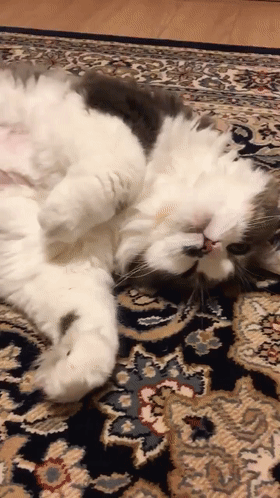  猫趣调皮捣蛋的猫咪,被铲屎官带到医院之后,小表情把网友都整笑了