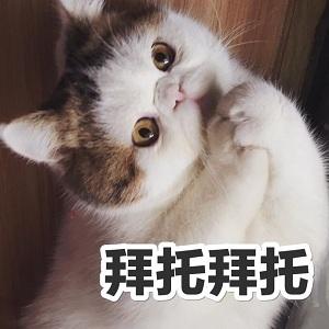 胖了表情包猫咪