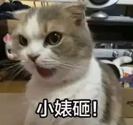 家里喵主子自嗨掉下床认为我推的,骂我三小时网友宠着 家里喵主子自嗨掉下床认为我推的,骂我三小时网友宠着