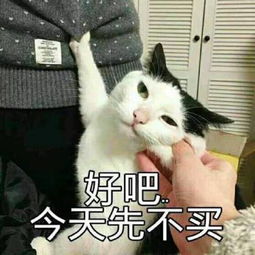  最新猫咪表情包