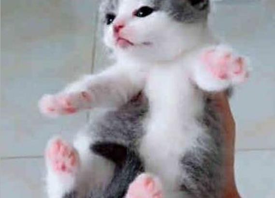  主人被奶猫咬了,委屈的向猫妈告状,猫妈的小表情让主人哭笑不得