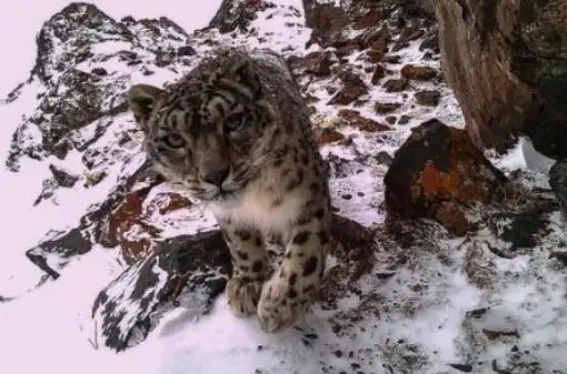 雪豹表情包青藏高原