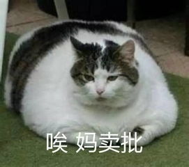  表情包日常吸猫来不及解释了快上车