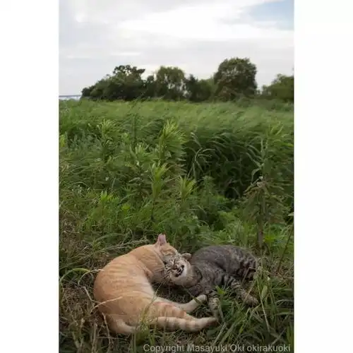 猫事打滚撒娇伸懒腰,这个摄影师拍街猫每张都能做成表情包 猫事打滚撒娇伸懒腰,这个摄影师拍街猫每张都能做成表情包