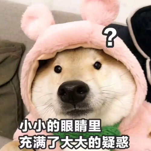  表情搞笑萌宠表情包小小的眼睛里,充满了大大的疑惑表情