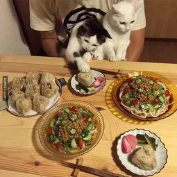  两只表情帝看着主人吃完每一餐,懵逼了
