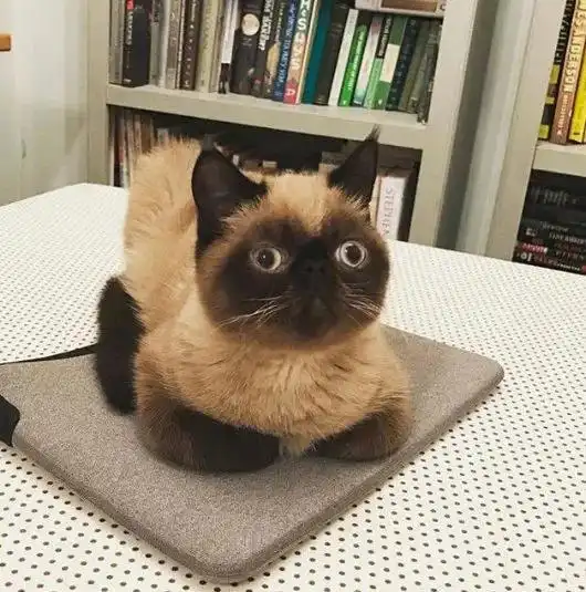 全网最会吐舌头的略略略之王来咯,小煤球时时刻刻能把你萌翻 全网最会吐舌头的略略略之王来咯,小煤球时时刻刻能把你萌翻