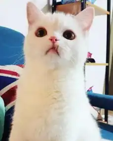 美了美了歌词表情包猫叫